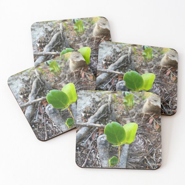 Item preview, Baby Griselinia designed and sold by Terra Dumont.
