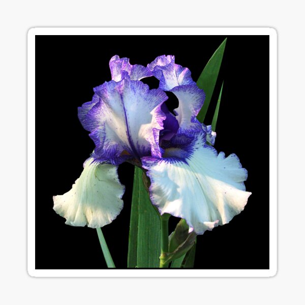 Item preview, Spotlight on 'Freedom Song' bearded iris designed and sold by rvjames.