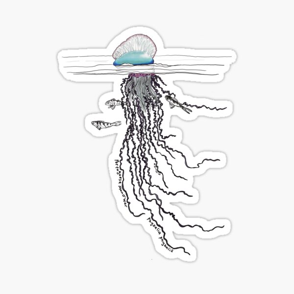 Portuguese Man O War-blue Sticker