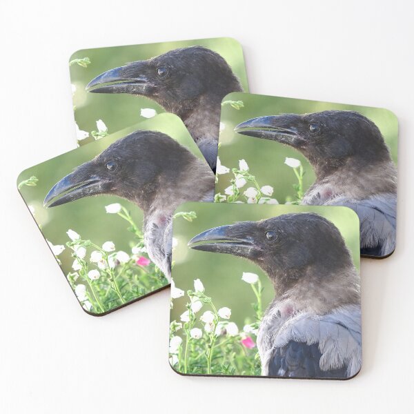 Item preview, Young hooded crow designed and sold by Babbler01.