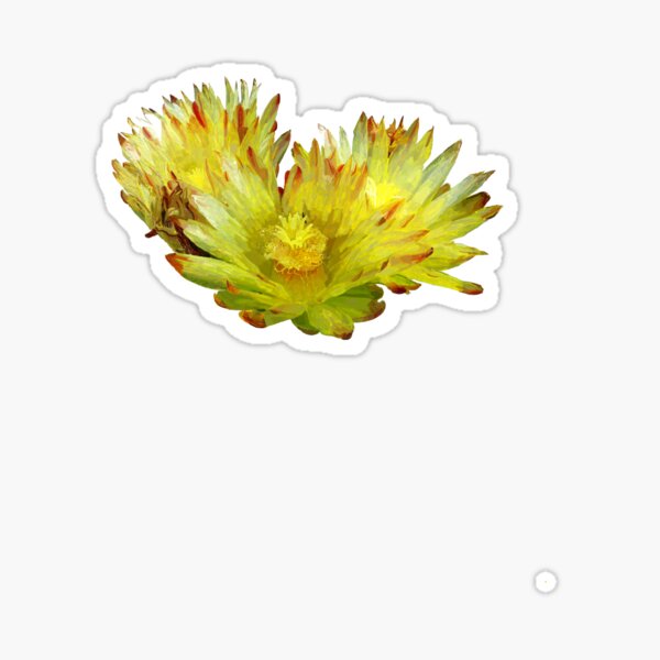 Golden Barrel Cactus Flower Sticker