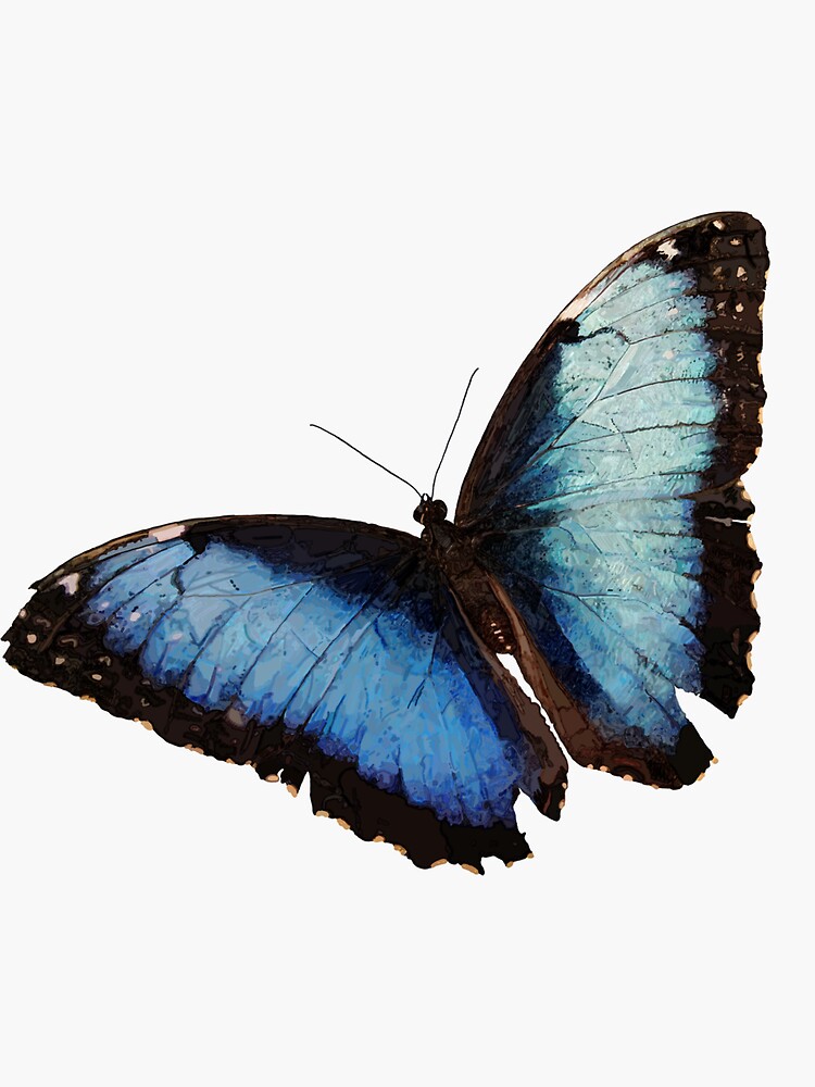 Blue Morpho Butterfly by QWERTYvsDVORAK
