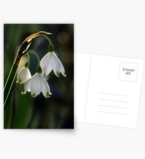 Leucojum vernum Postcards