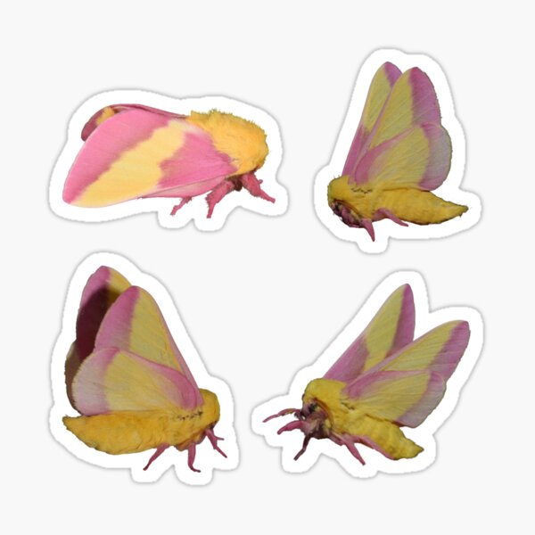 Ceanothus Moth Sticker — Andrea Dingeldein