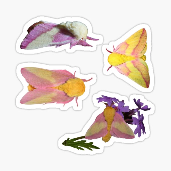 Item preview, Rosy Maple Moth (Dryocampa rubicunda) set 2 designed and sold by Parkerzz.