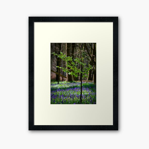 Lough Muckno Bluebell Forest Framed Art Print