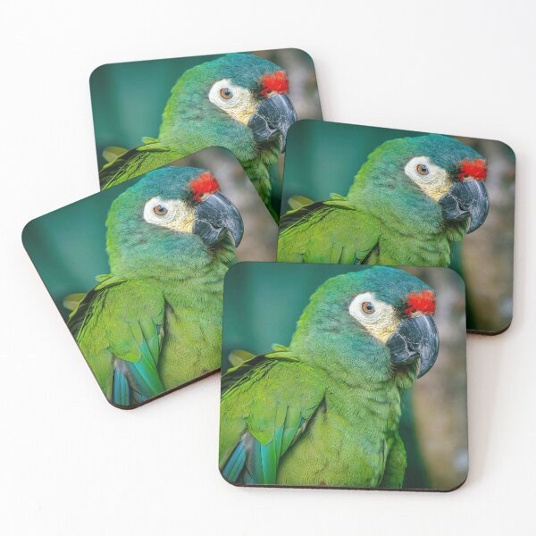 Item preview, Blue-Winged Macaw designed and sold by JarbasVisuals.