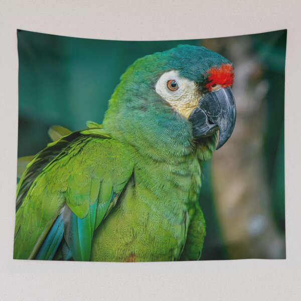 Item preview, Blue-Winged Macaw designed and sold by JarbasVisuals.