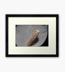 Attention Grabber Framed Print