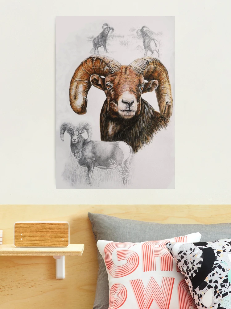 Collage del borrego cimarrón norteamericano Lámina fotográfica