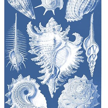 Artwork thumbnail, Histoire naturelle : Prosobranchia blau by Alex-Strange