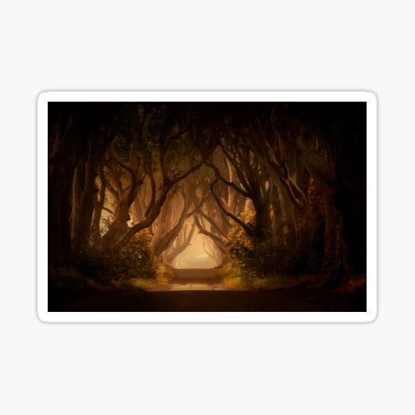 Sunny morning in Dark Hedges Sticker