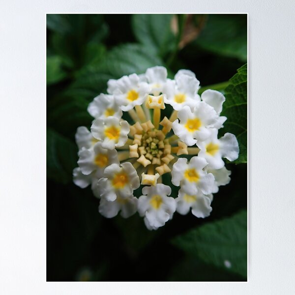 Item preview, Silver Mound Flower designed and sold by Allen Penton.
