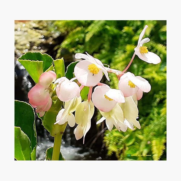 Flowers in nature, full colors Photographic Print