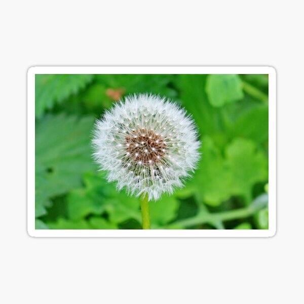 Item preview, White blowball ,dandelion in spring designed and sold by Light79.