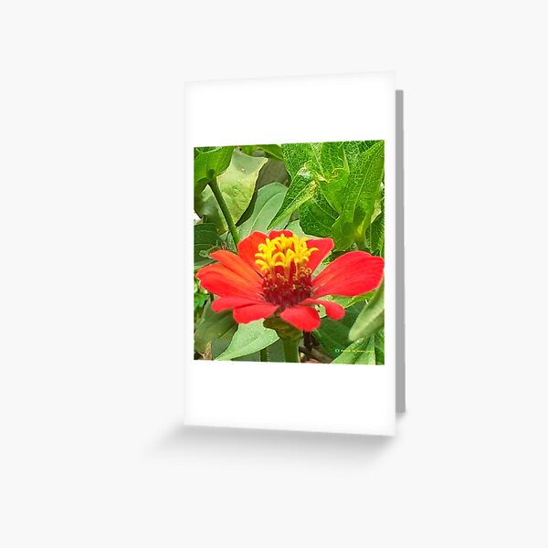 Flowers in nature, full colors Greeting Card