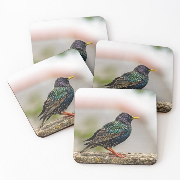 Item preview, European Starling designed and sold by AJEvans.
