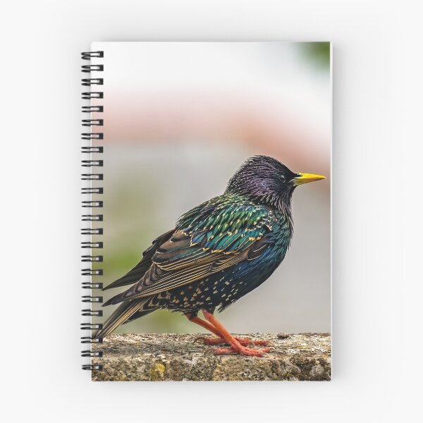 Item preview, European Starling designed and sold by AJEvans.