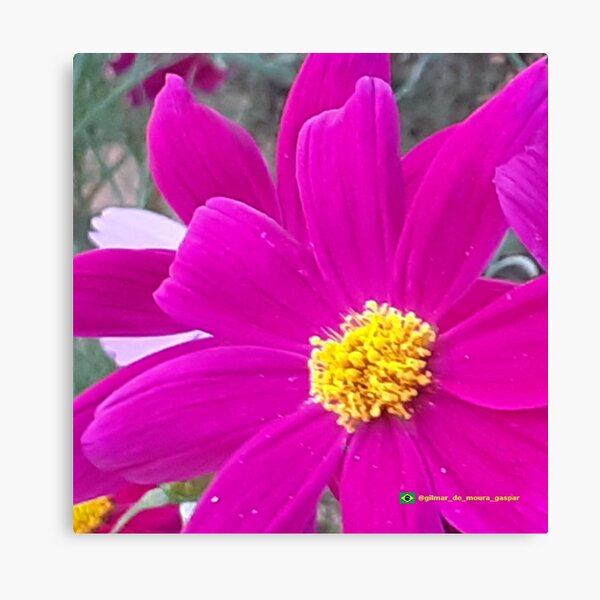 Flowers in nature, full colors Canvas Print