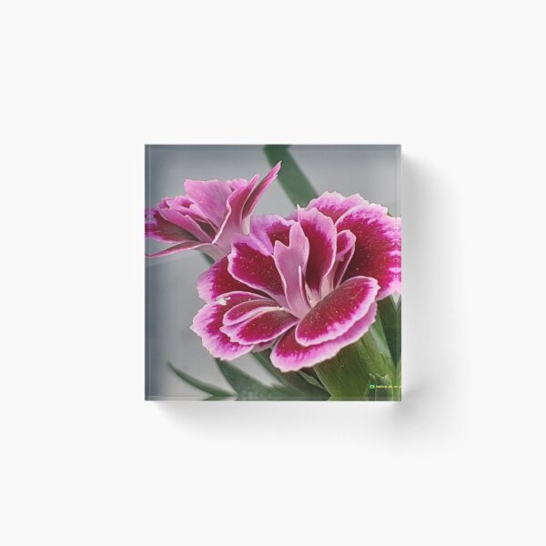 Flowers in nature, full colors Acrylic Block