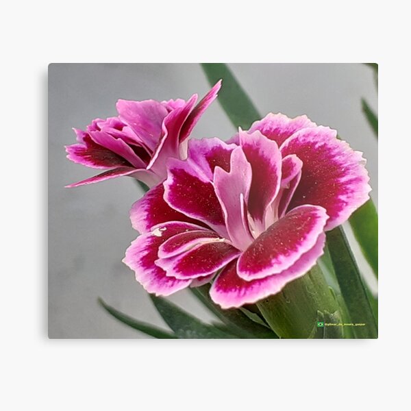 Flowers in nature, full colors Metal Print