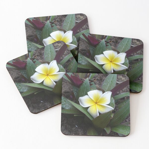 Artikelvorschau, weiß gelbe Frangipani entworfen und verkauft von KaSaPo.