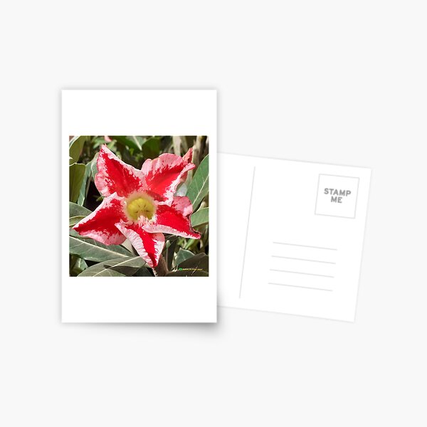 Flowers in nature, full colors Postcard