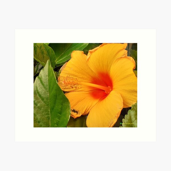 Flowers in nature, full colors Art Print