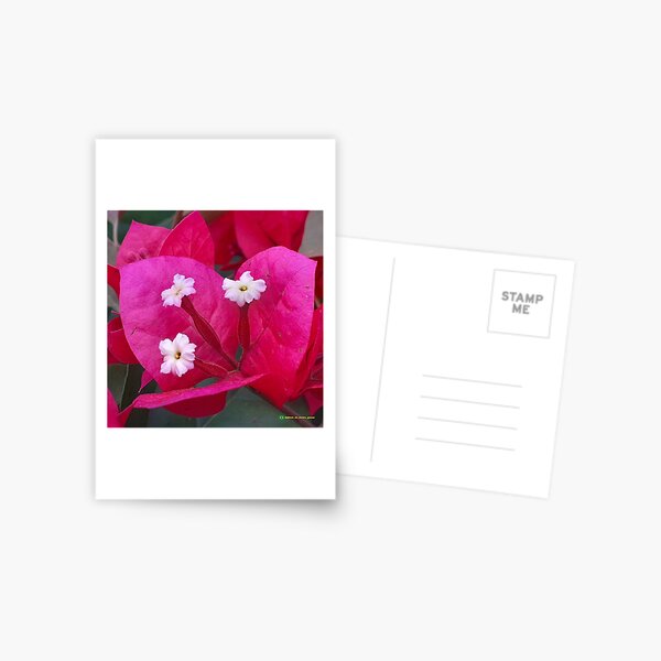 Flowers in nature, full colors Postcard