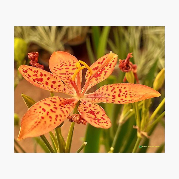 Flowers in nature, full colors Photographic Print