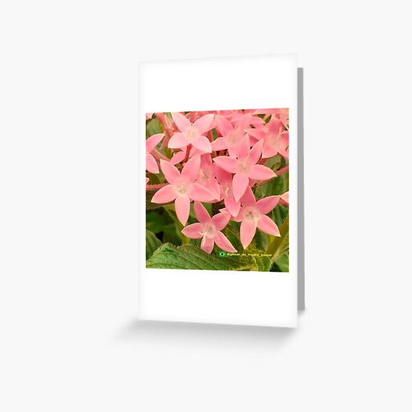 Flowers in nature, full colors Greeting Card