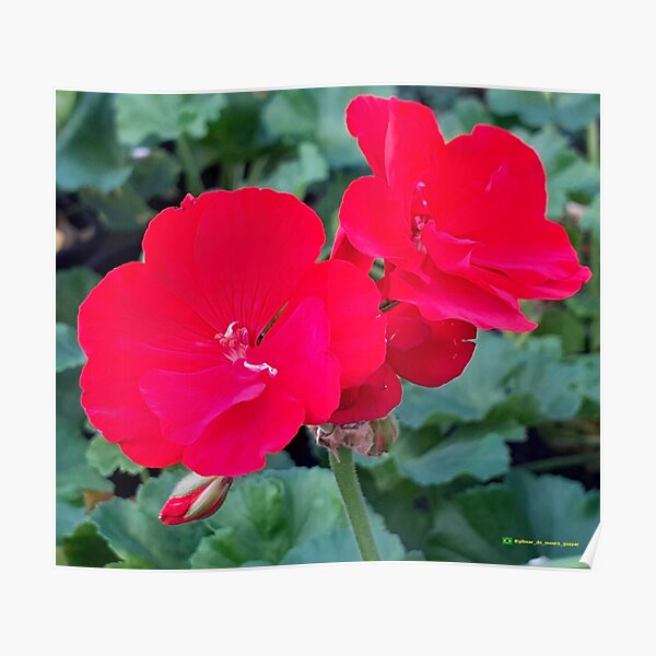 Flowers in nature, full colors Poster