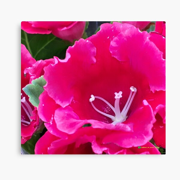Flowers in nature, full colors Canvas Print