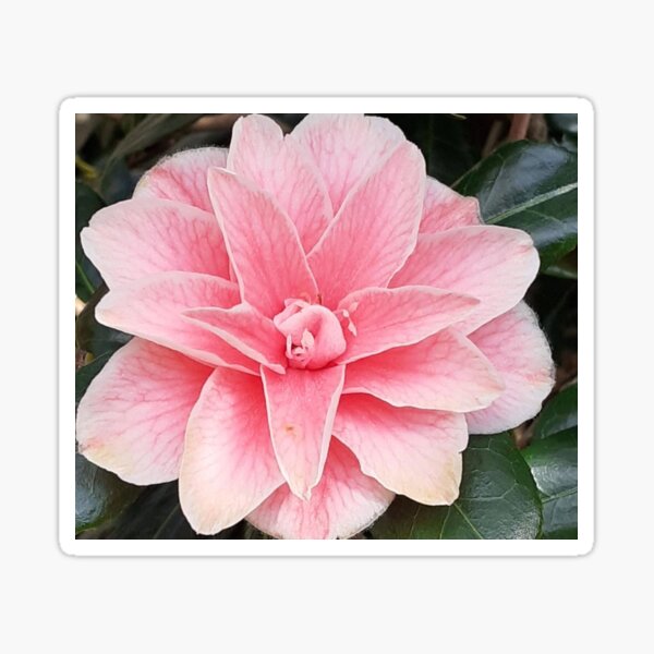 Camelia Sticker