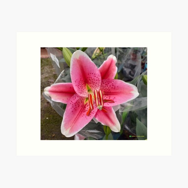 Flowers in nature, full colors Art Print