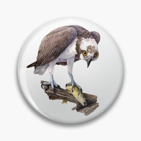 Item preview, Osprey (watercolor) designed and sold by Carrie Carlson.