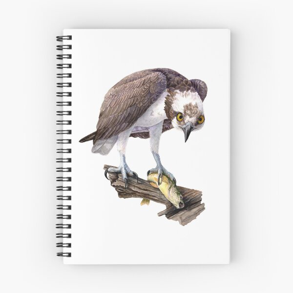 Item preview, Osprey (watercolor) designed and sold by Carrie Carlson.