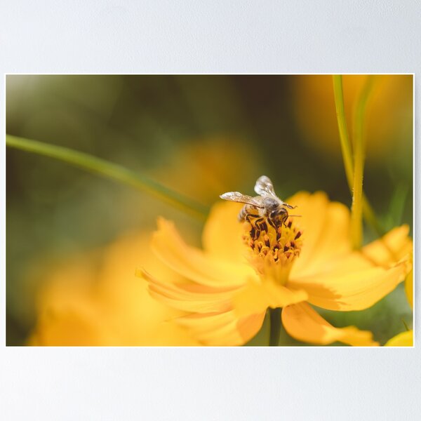 Soft Place to Land Poster