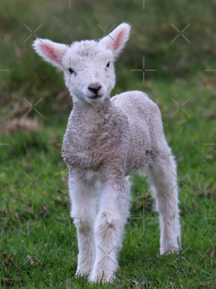 Lamb Baby Sheep Farm Animal | Graphic T-Shirt