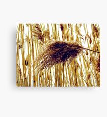 Reeds Canvas Print