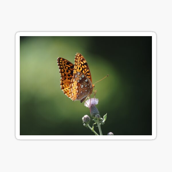 Great Spangled Fritillary 1 Sticker