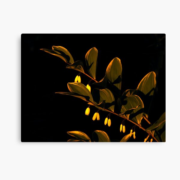 Flowers in the Night Canvas Print