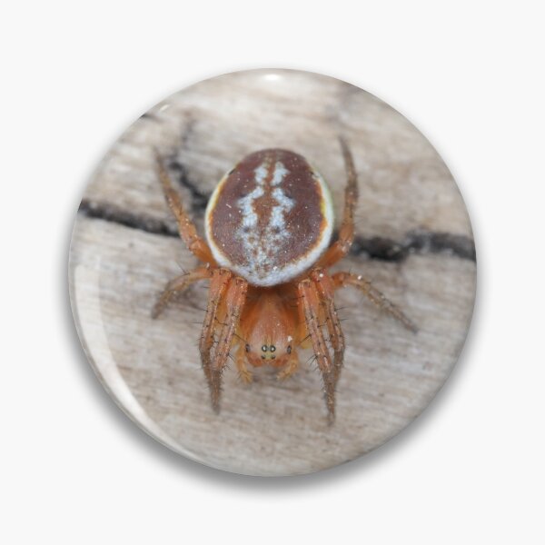 Item preview, Araniella displicata, the sixspotted orbweaver designed and sold by SDym Photography.