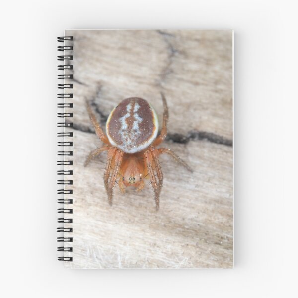 Item preview, Araniella displicata, the sixspotted orbweaver designed and sold by SDym Photography.