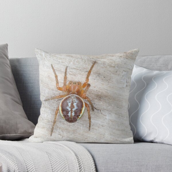 Item preview, Araniella displicata, the sixspotted orbweaver designed and sold by SDym Photography.
