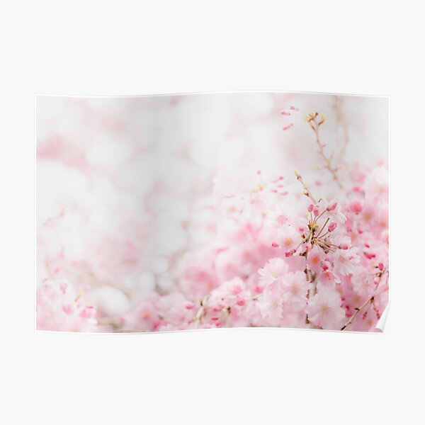 Sakura — さくら Poster