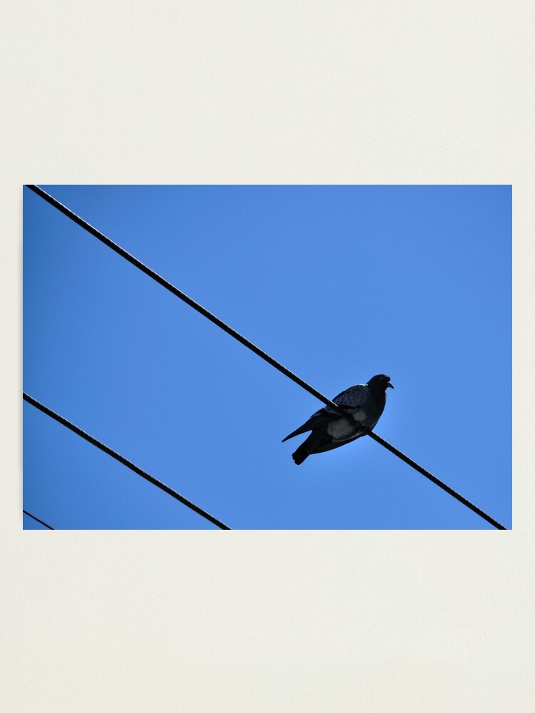 Alternate view of A Nice Spot for Sunbathing Photographic Print