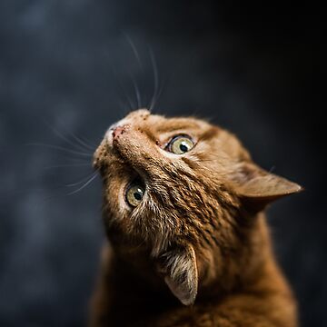 Artwork thumbnail, Cuty kitten by Zachlogic