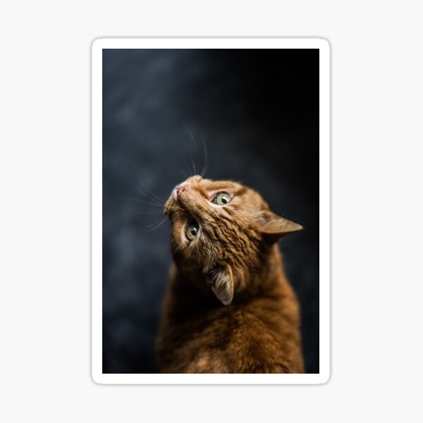 Cuty kitten Sticker