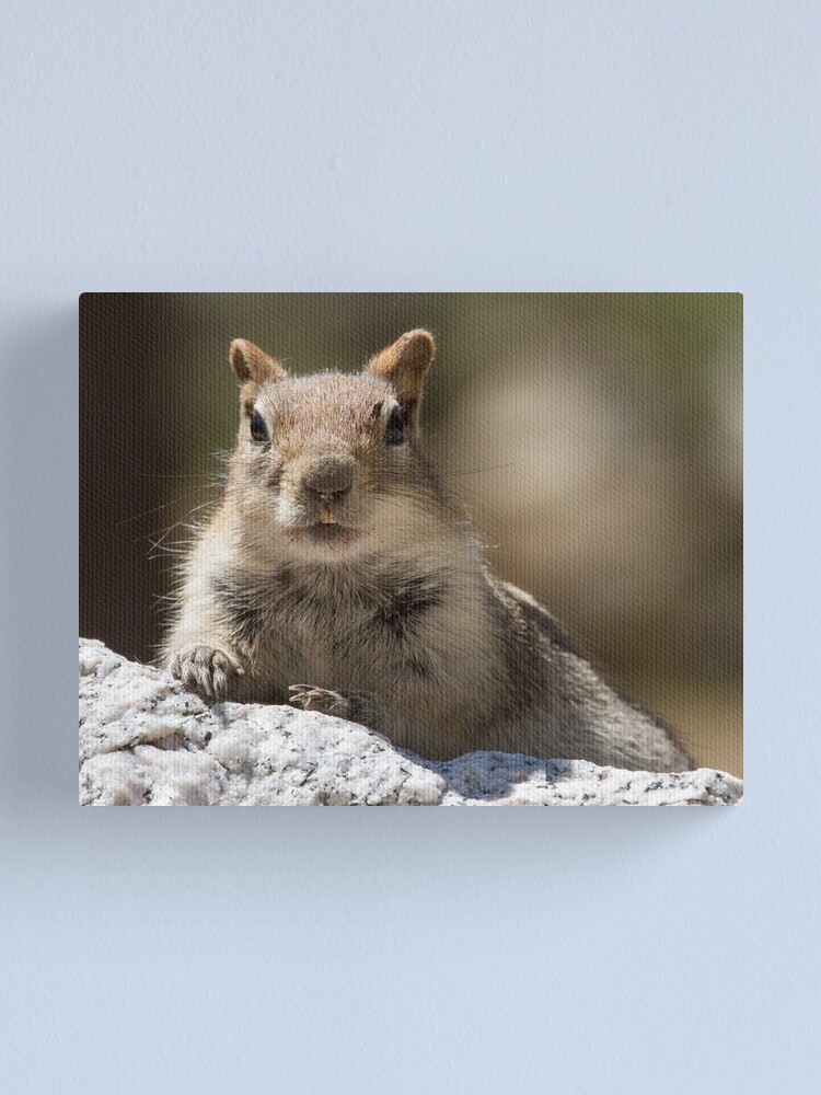 Alternate view of Face the squirrel Canvas Print
